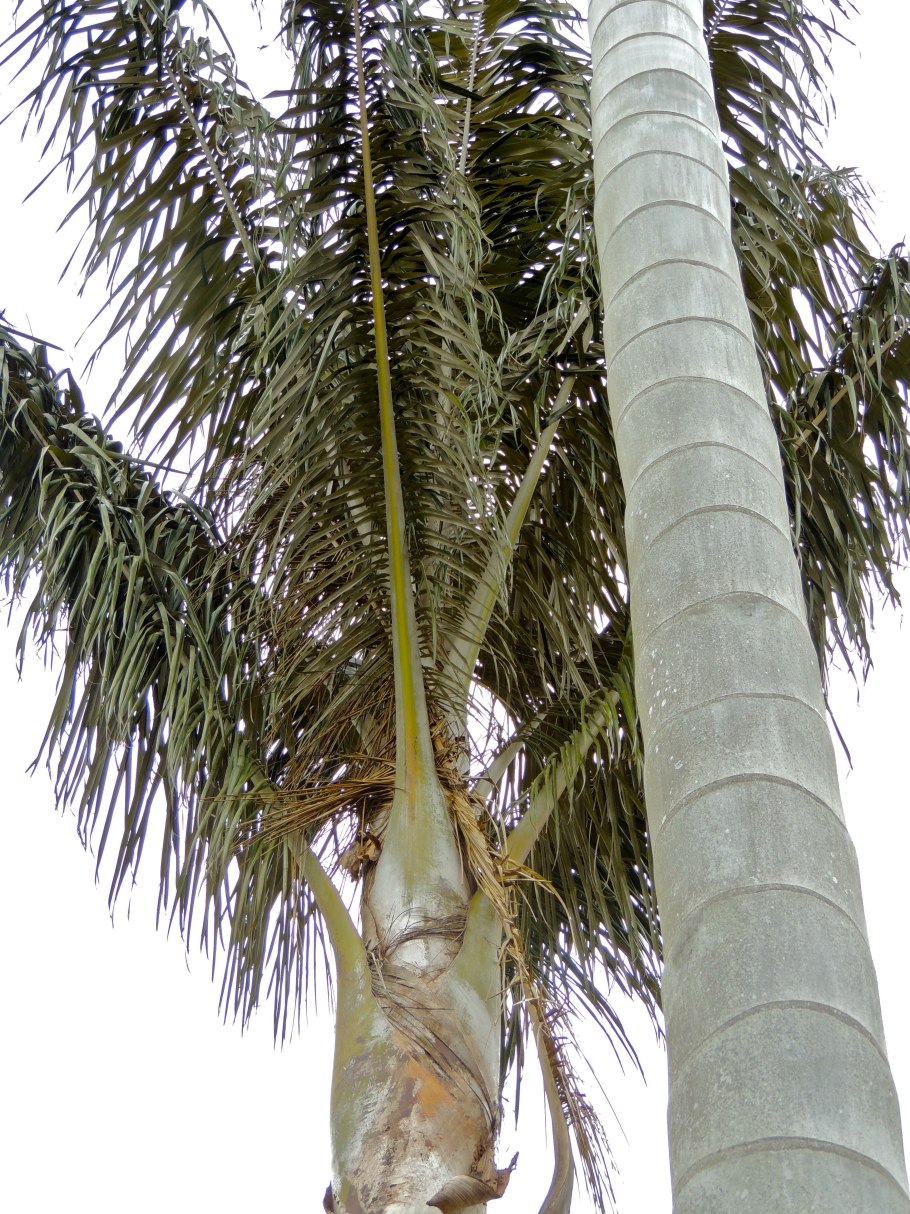 Цероксилон Пальма