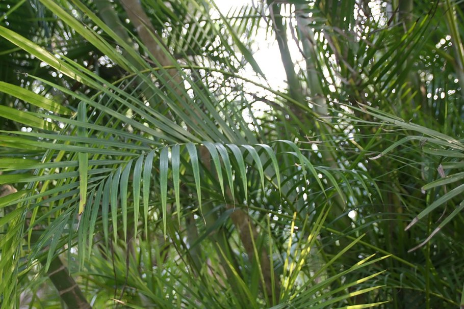 Дипсис клещ