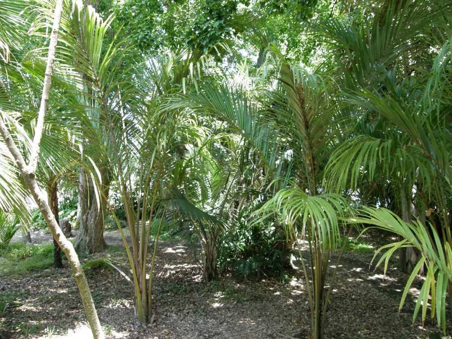 Пальма Хуания