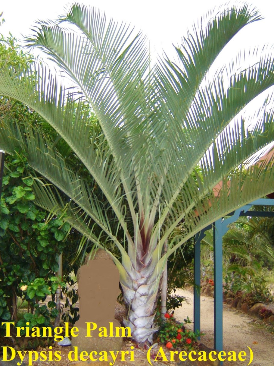 Dypsis carlsmithii