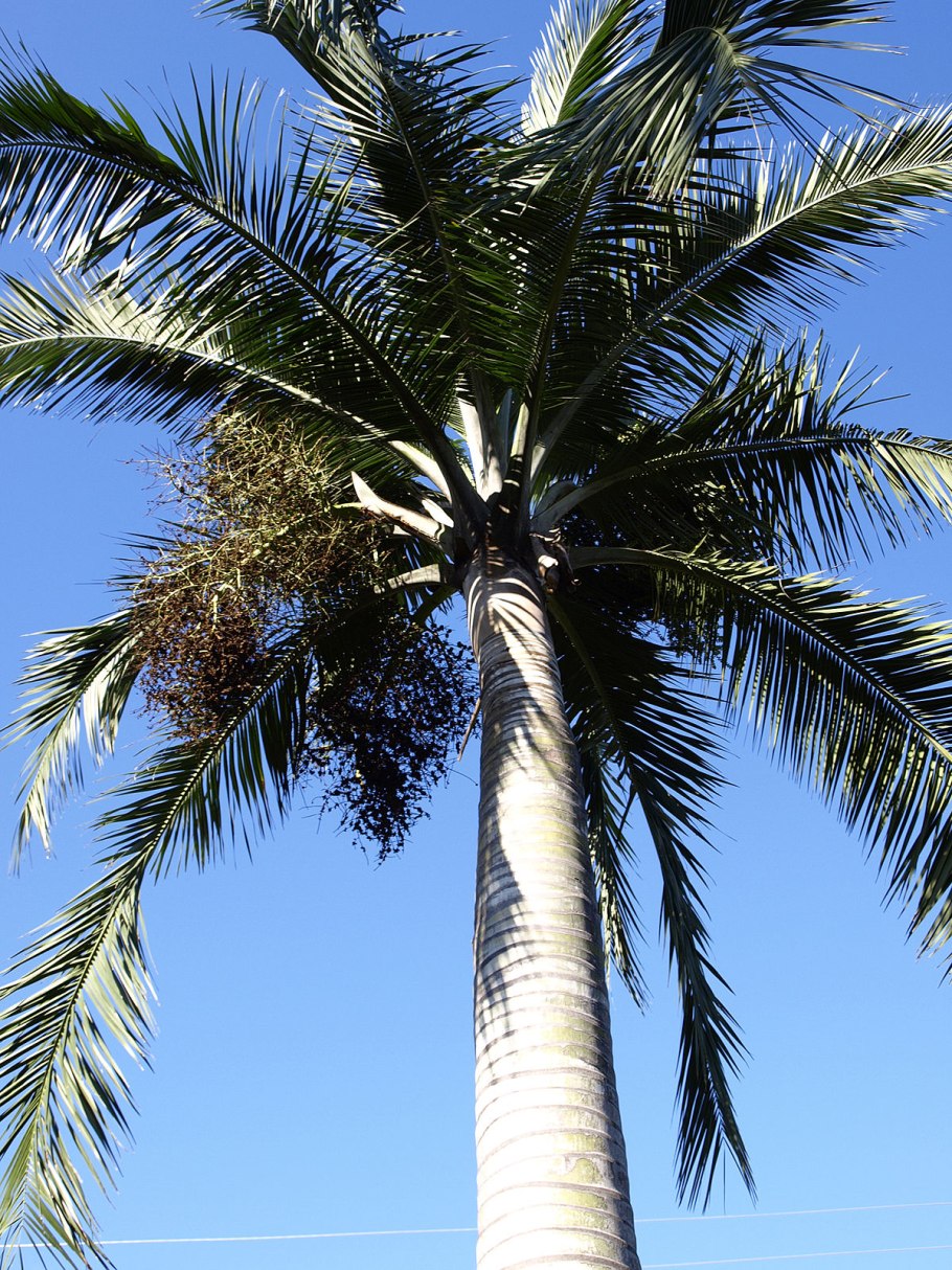 Пальма Хуания