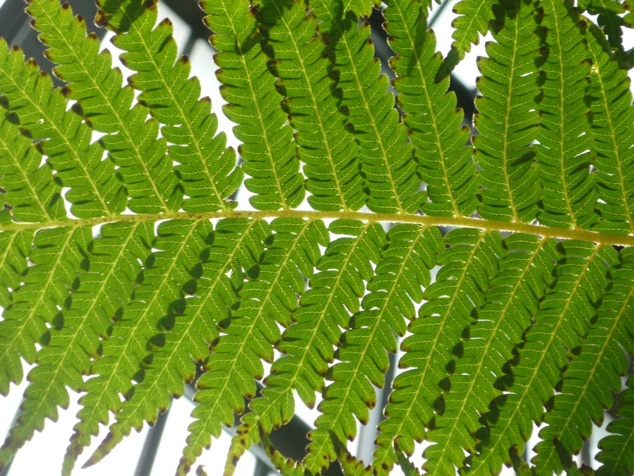 Цветок неодипсис