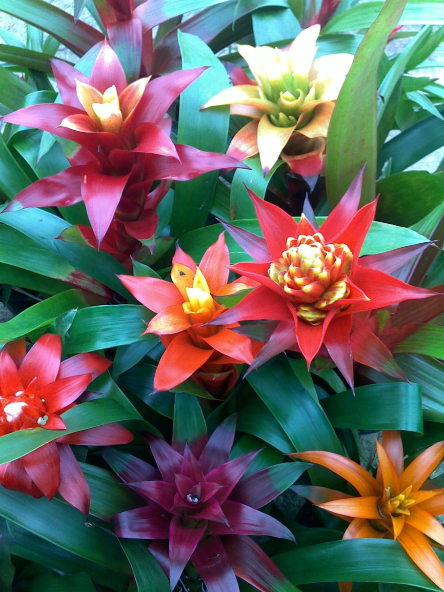 Масличная Пальма в тропиках