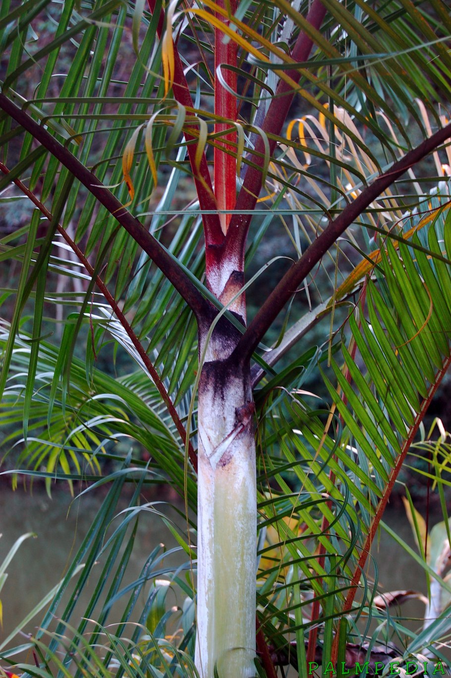 Пальма Сиагрус Романцова