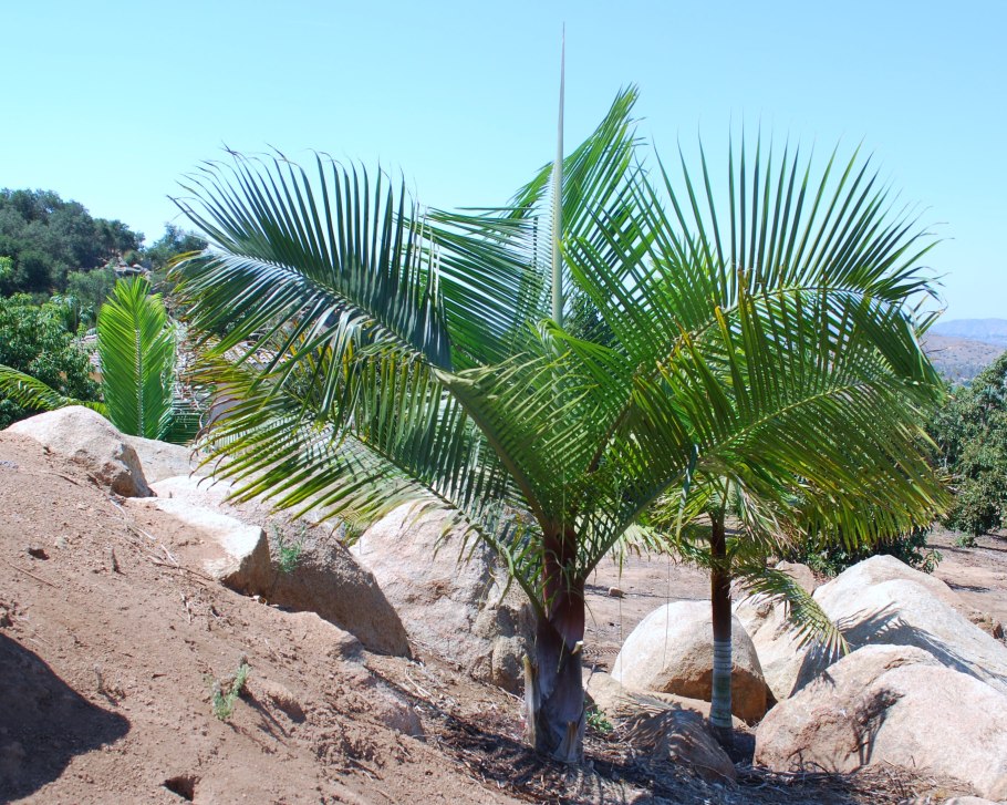 Пальма Хуания