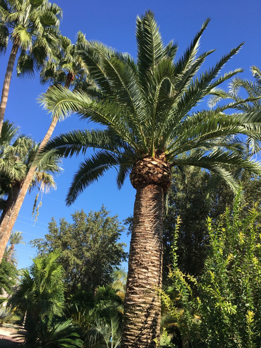 Люстра Freya Esme fr1005pl-05g