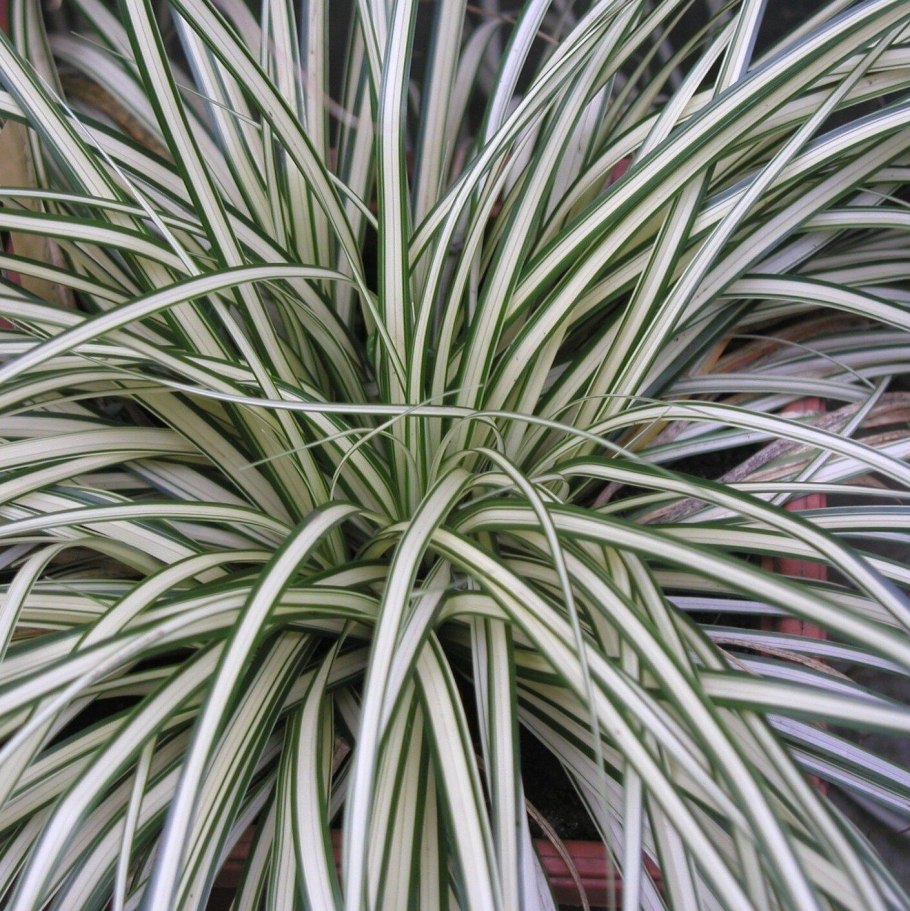 Осока птиценожковая Вариегата