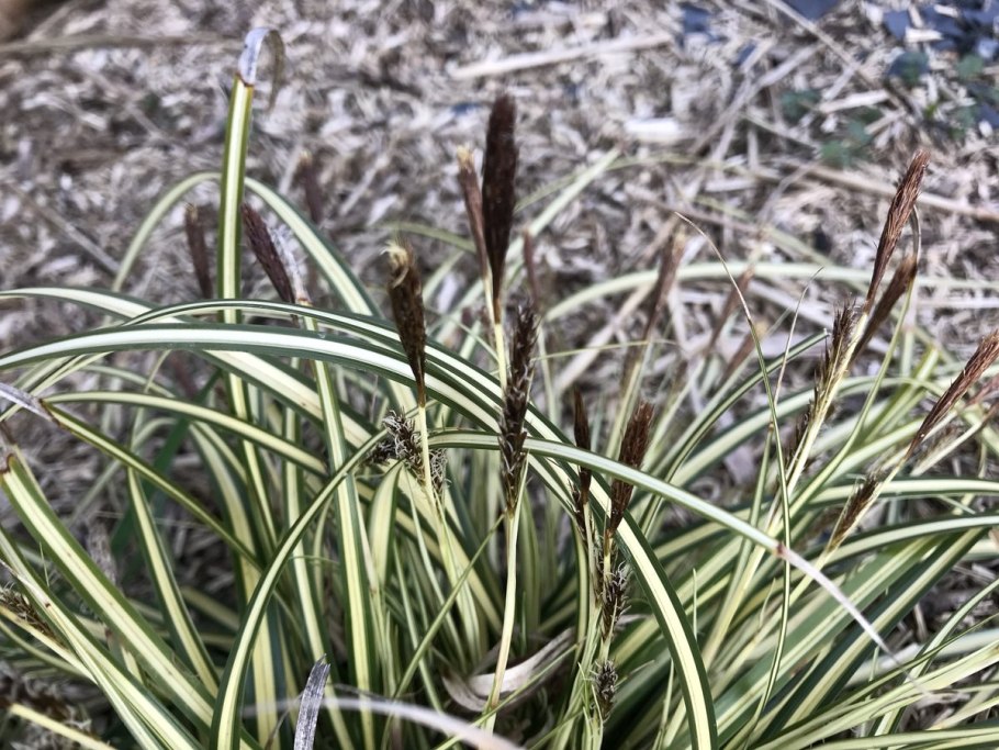 Осока Морроу (Carex morrowii )