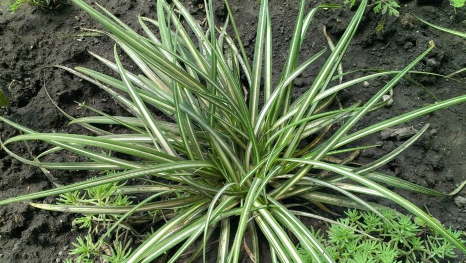 Осока в Вологодской области