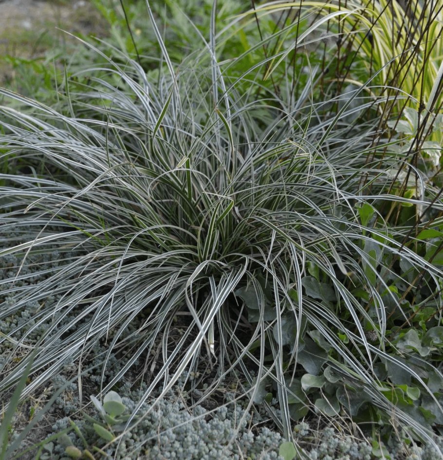 Осока птиценожковая Вариегата