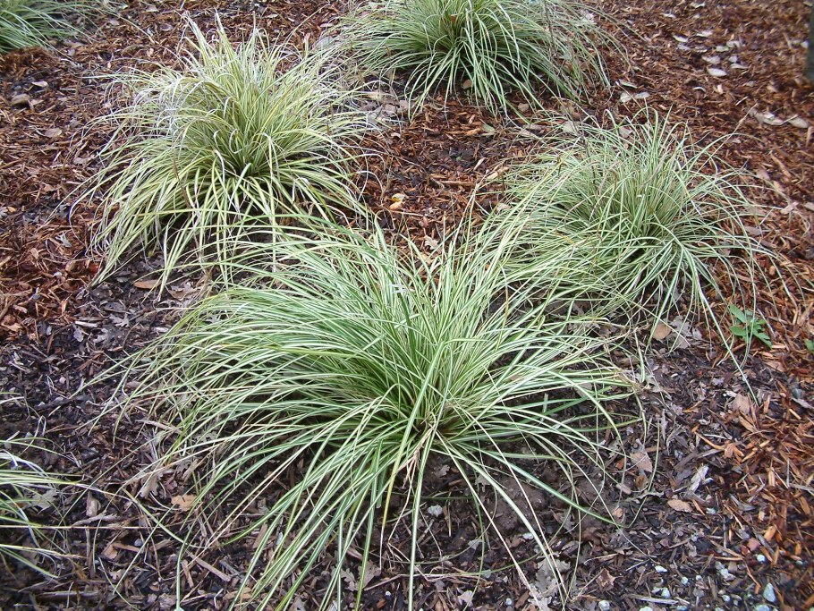 Осока Carex morrowii variegata
