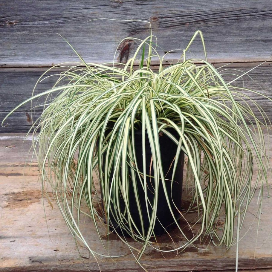 Carex testacea