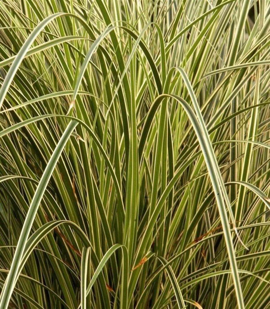 Райграс Прана