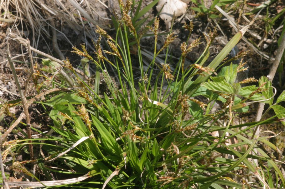 Осоки ранняя (Carex praecox)