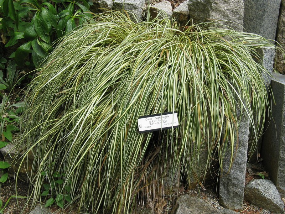 Carex oshimensis evergold