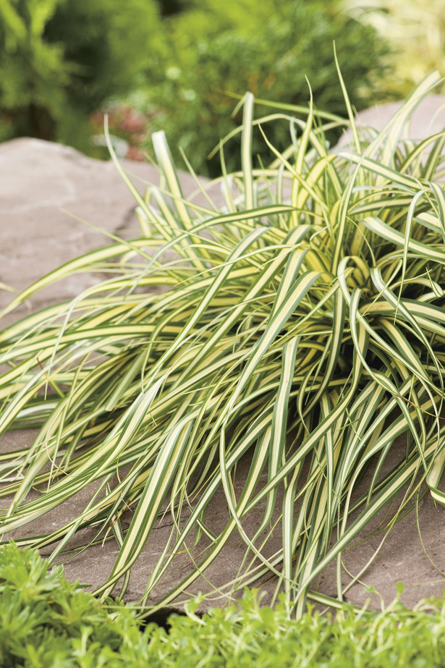 Осока (Carex) Эверголд