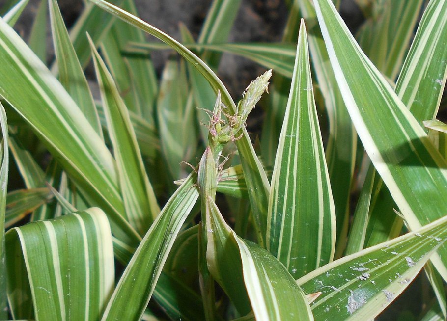 Осока Эверголд