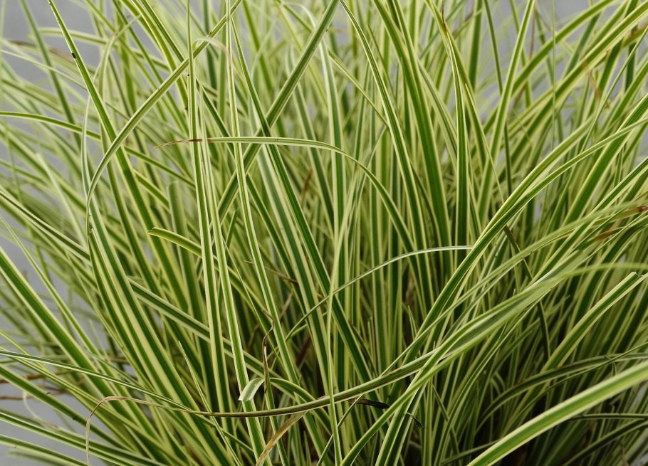 Осока Морроу (Carex morrowii &#96;variegata&#96;)