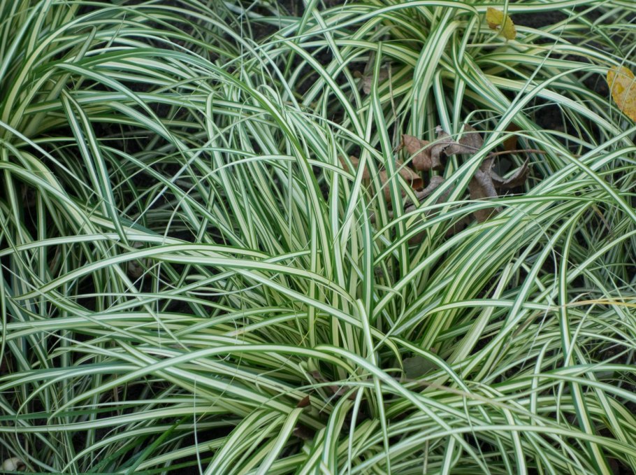 Карекс brunnea Aureomarginata