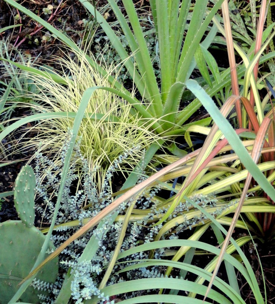 Осока Морроу (Carex morrowii &#96;variegata&#96;)