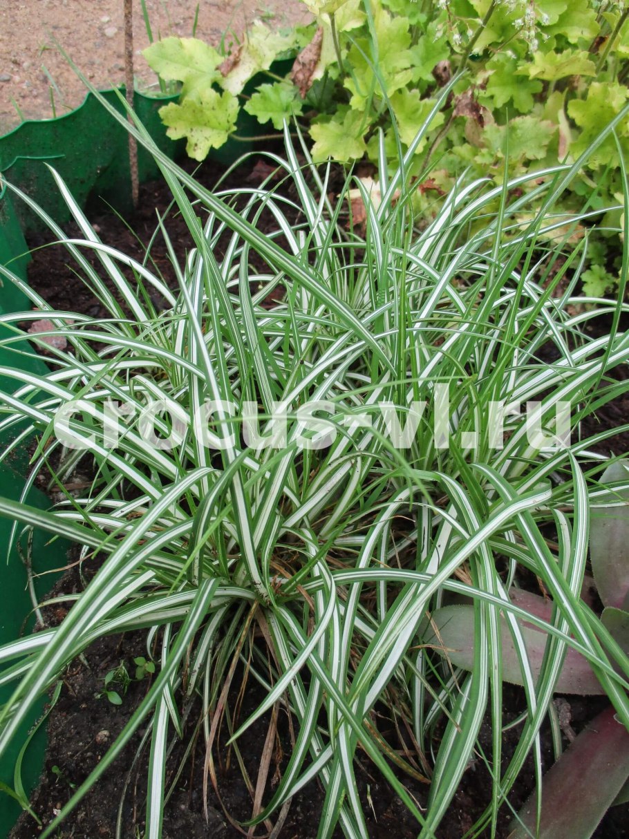 Однодольные Осоковые