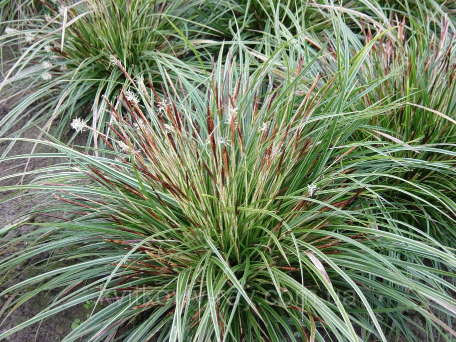 Осока толстостолбиковая