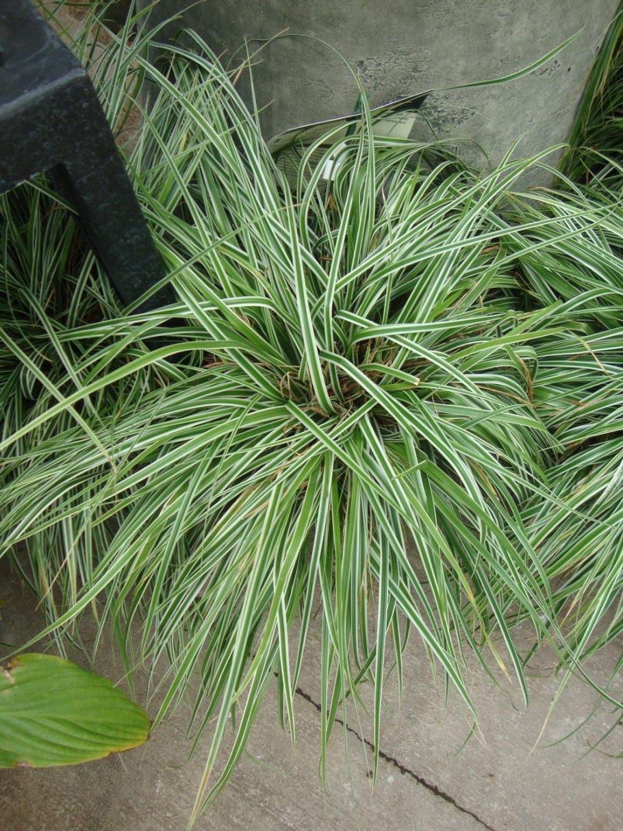 Осока Морроу Вариегата