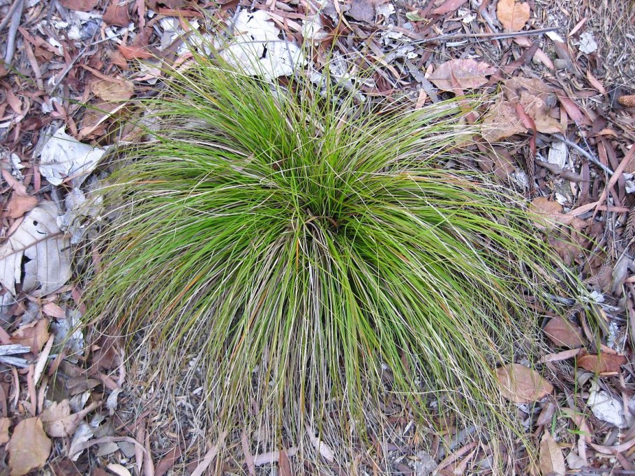 Осока Моррова