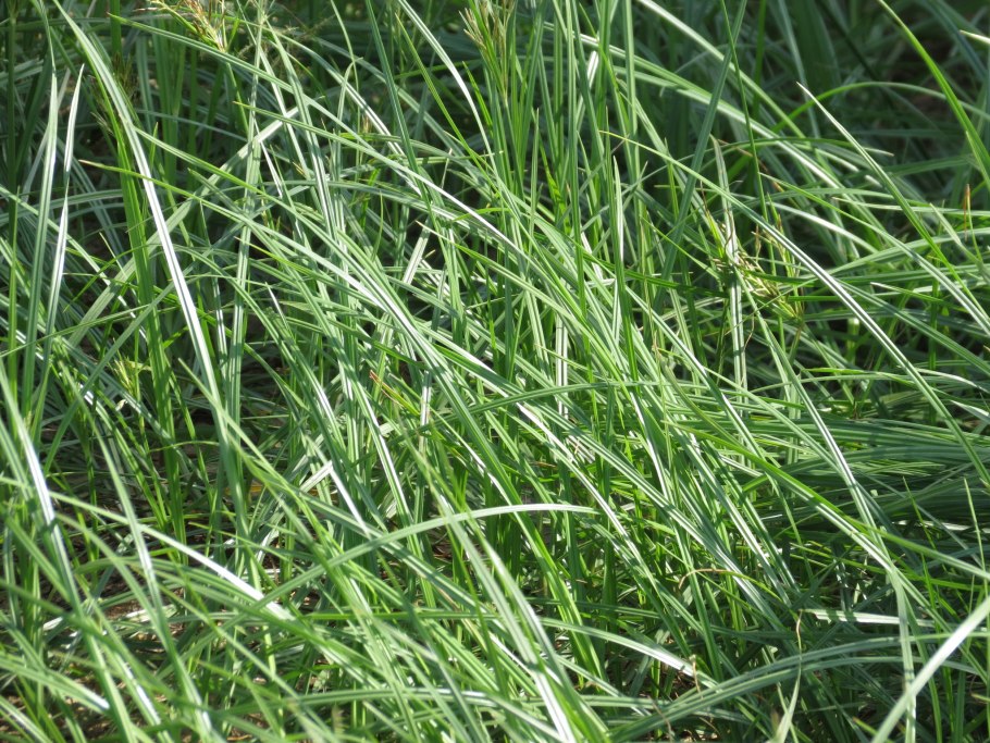 Осока птиценожковая Вариегата