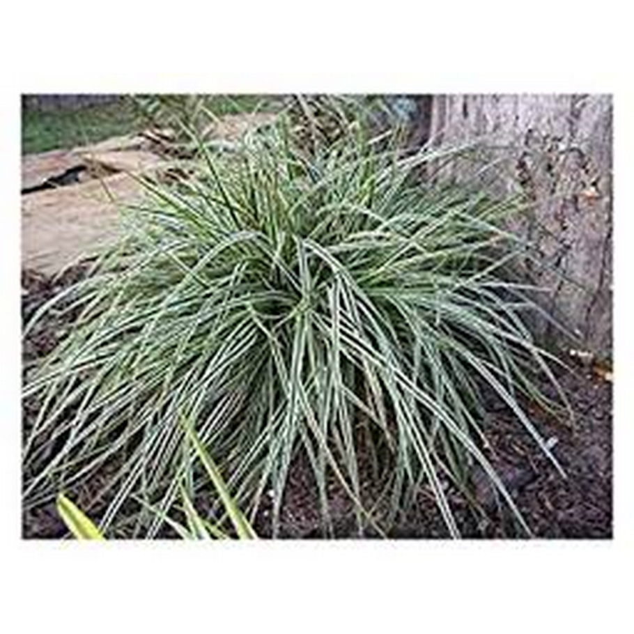 Осока Моррова