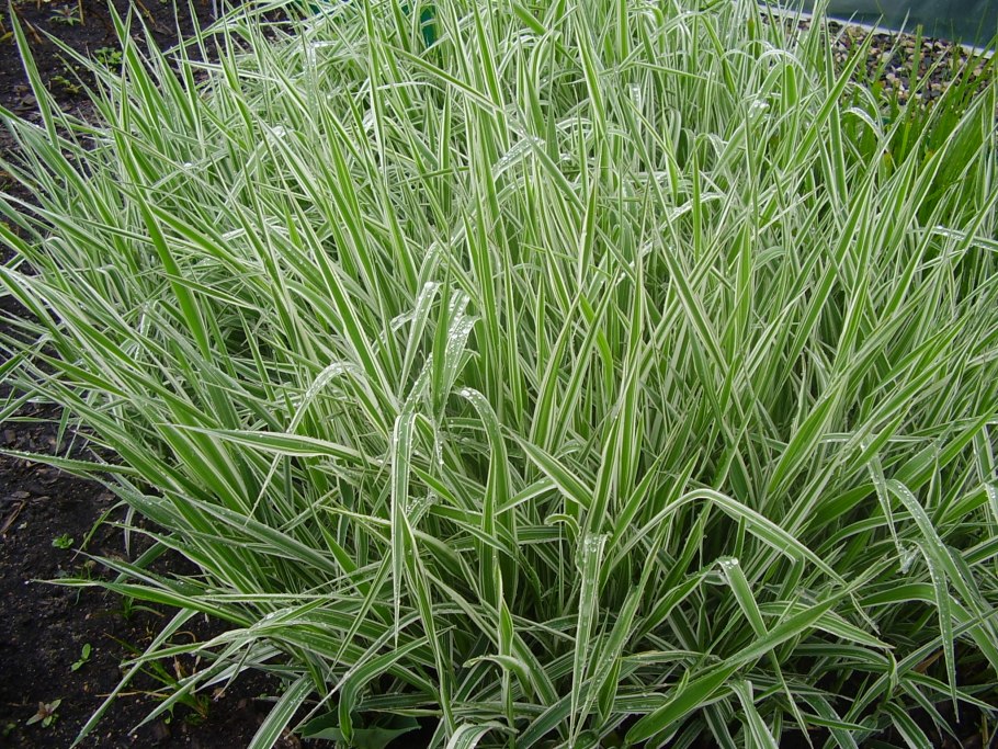 Осока Carex Evergold