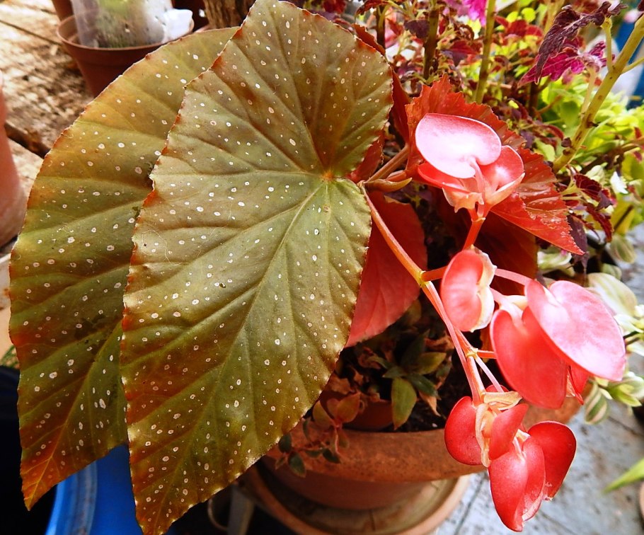 Цветок бегония