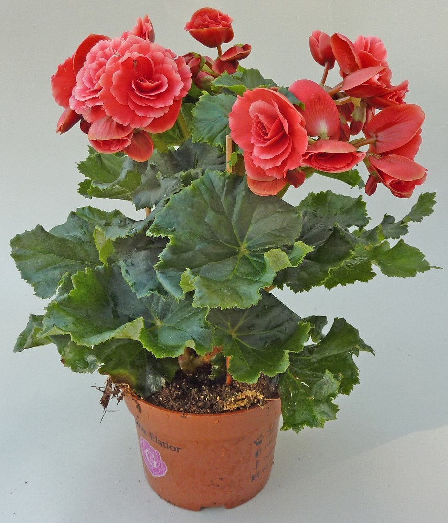 Бегония Элатиор