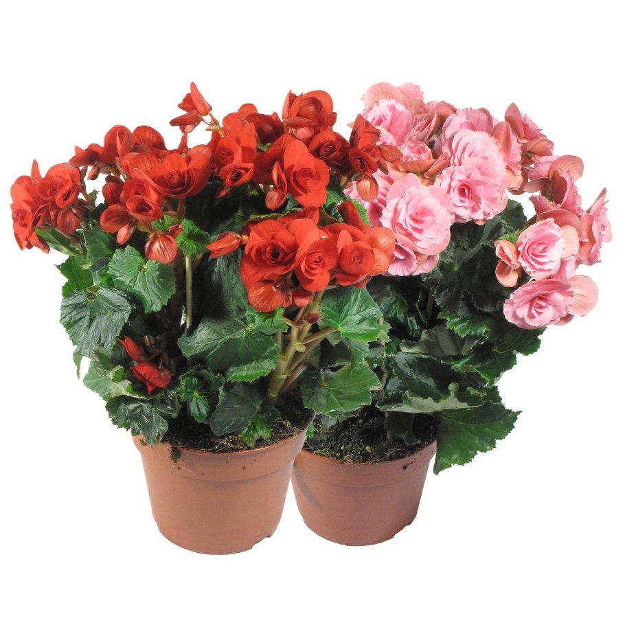 Бегония Бауэра Тайгер