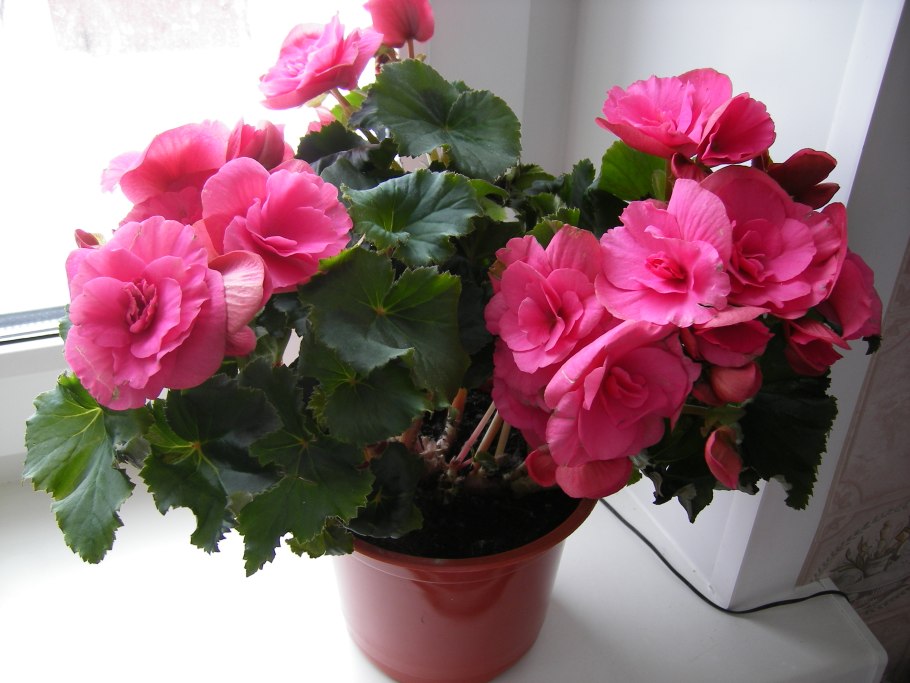 Элатиор бегония