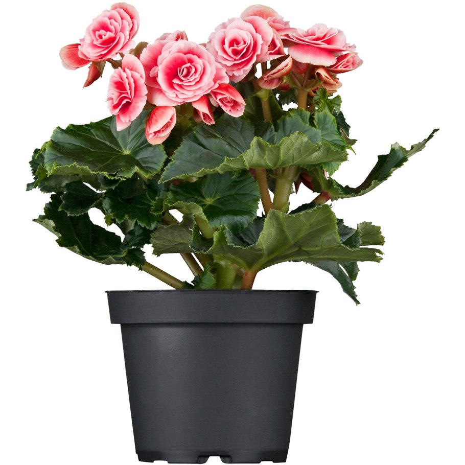 Бегония элатиор бориас