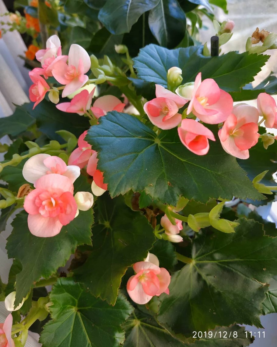 Бегония Кувшиновидная