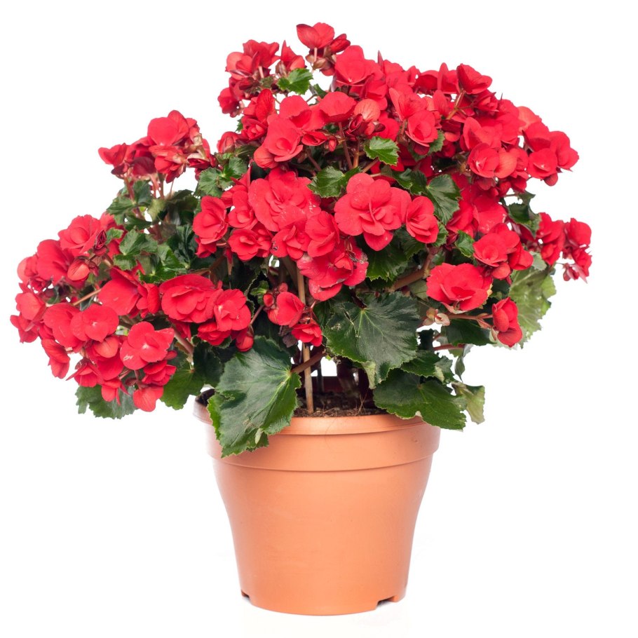 Бегония Элатиор Бориас