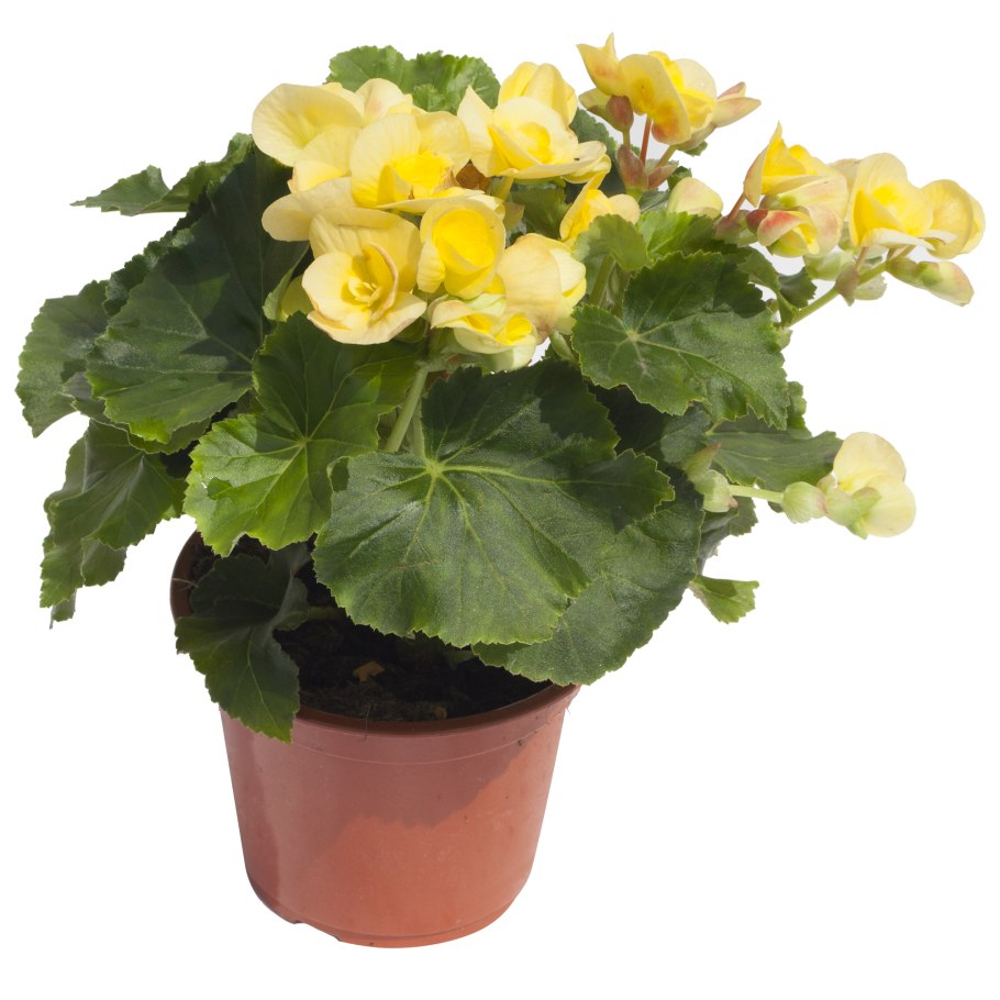 Бегония элатиор clara