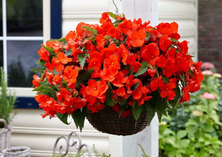 Ампельная бегония