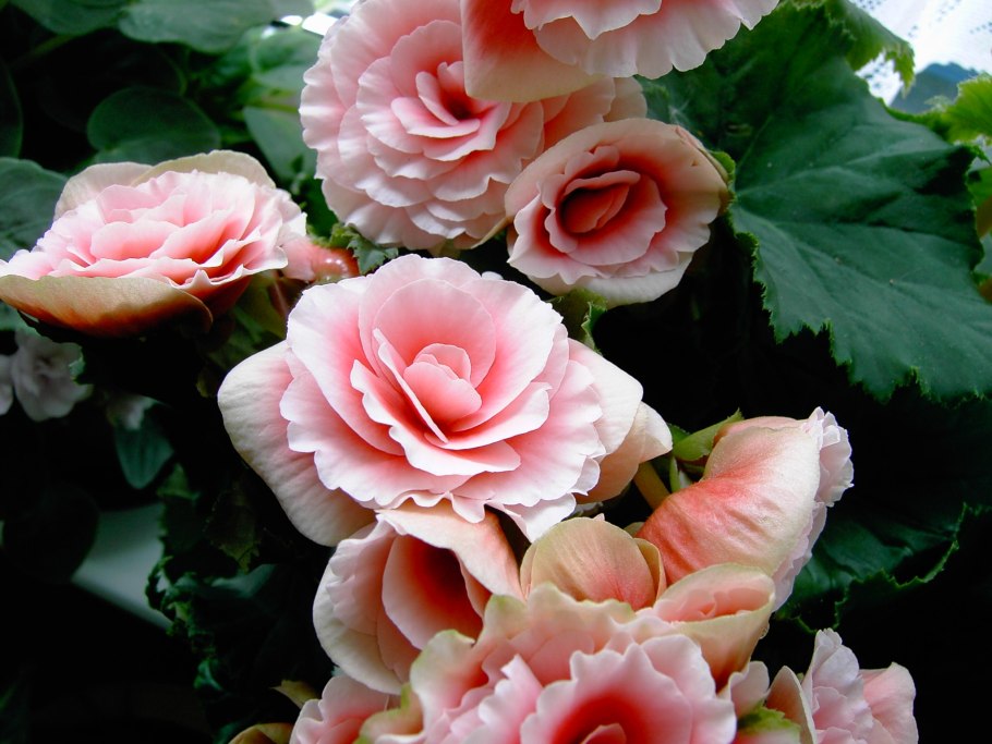 Бегония Кувшиновидная