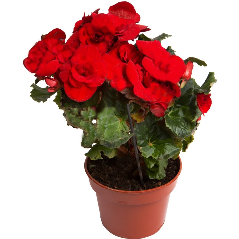 Цветок бегония