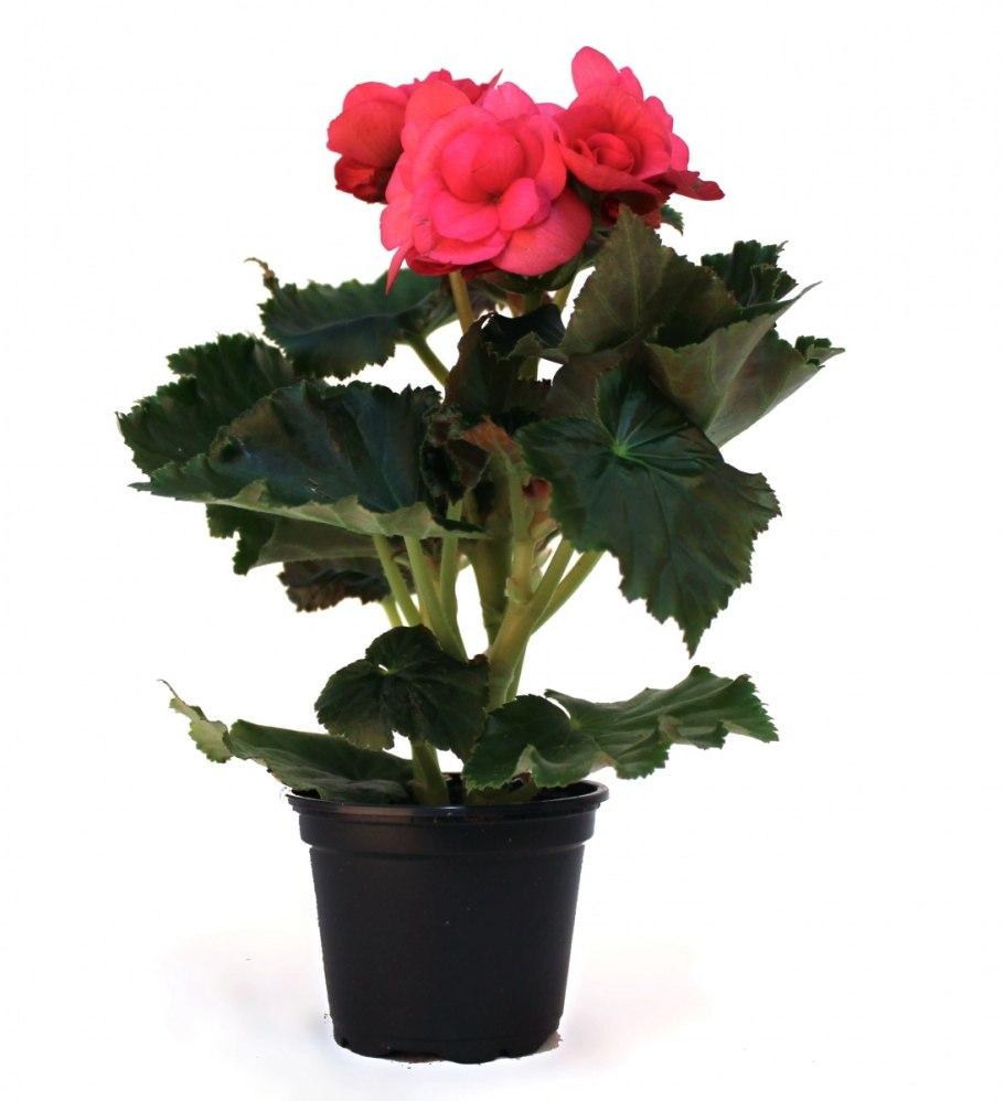 Бегония горшечная