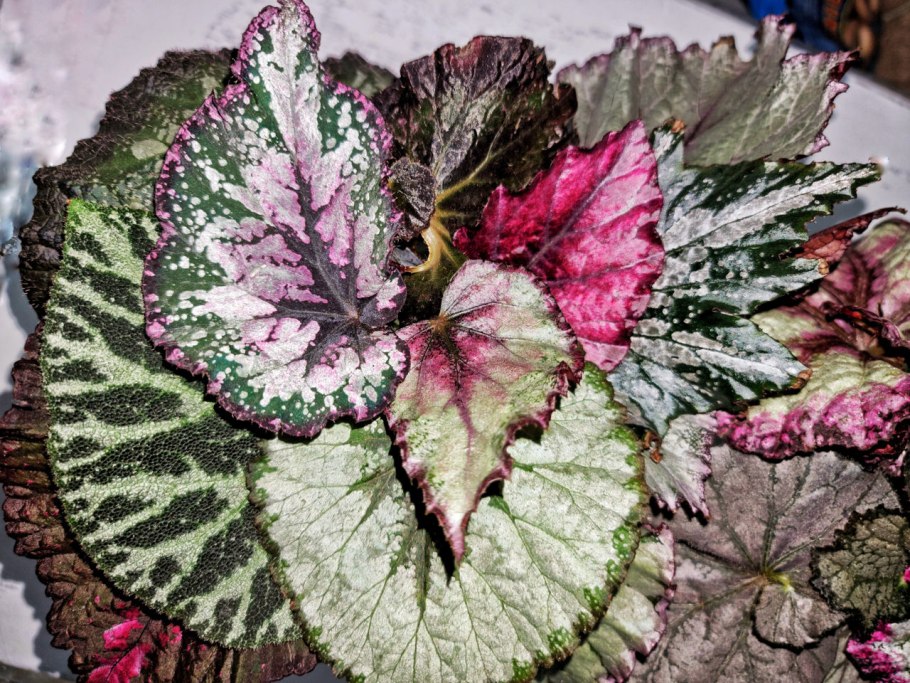 Бегония королевская