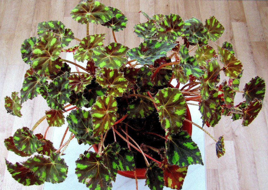 Бегония тигровая