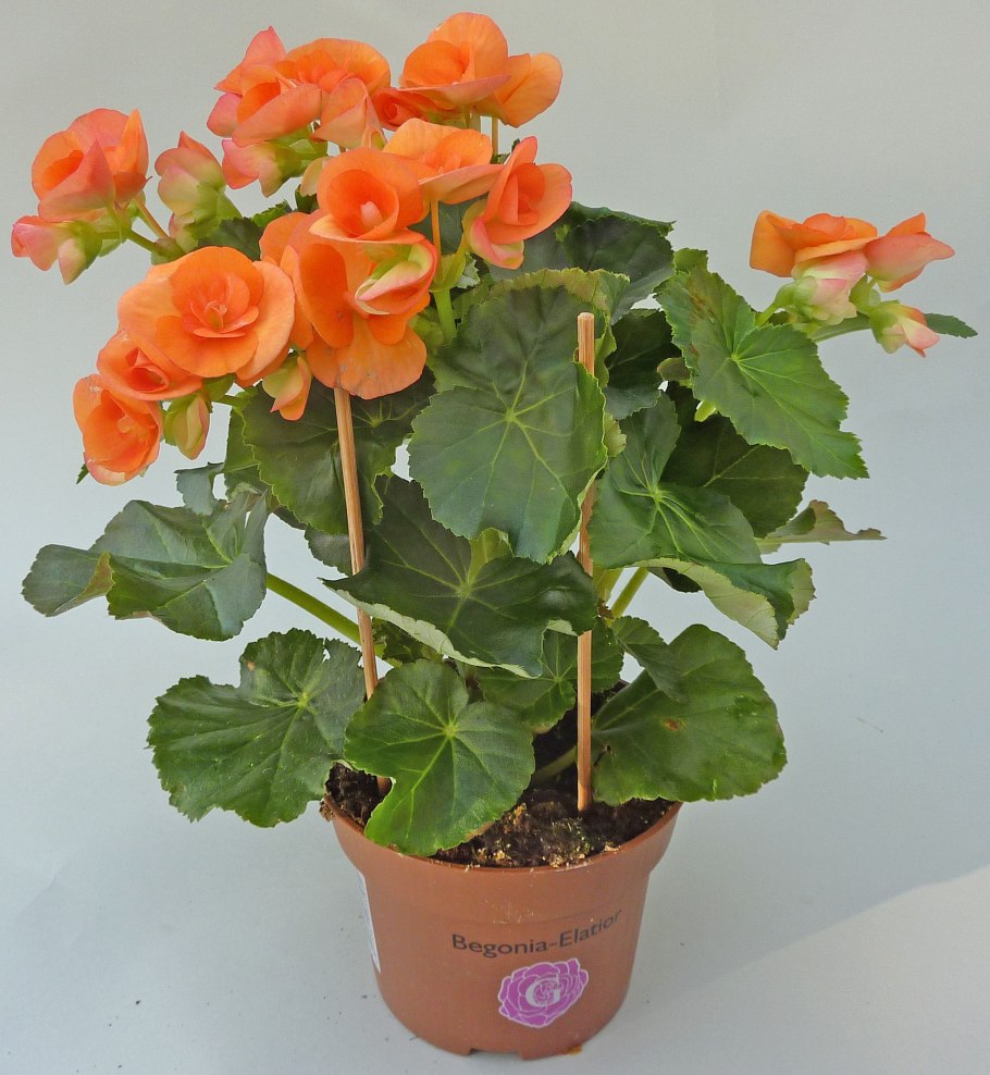 Бегония элатиор оранж стоун