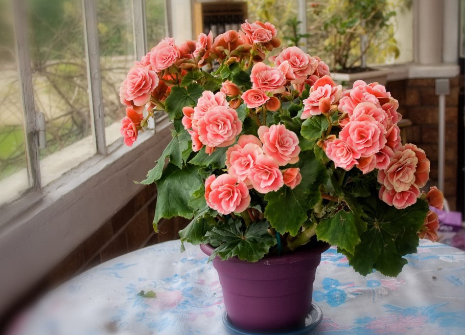 Бегония Элатиор Камилла