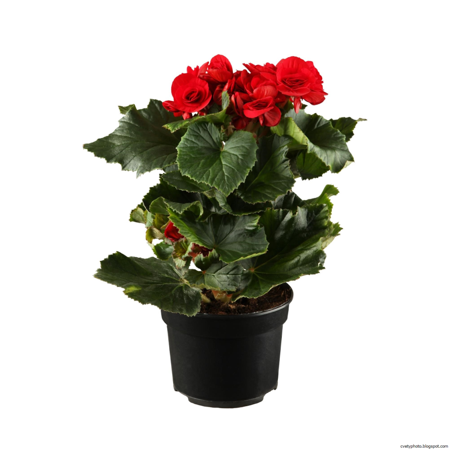 Комнатное растение бегония