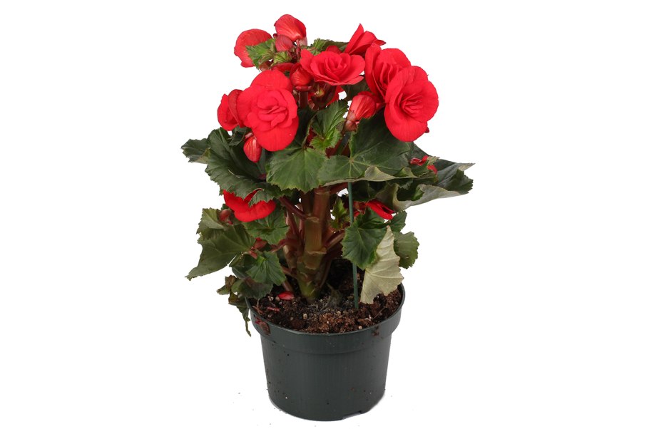 Бегония элатиор красная