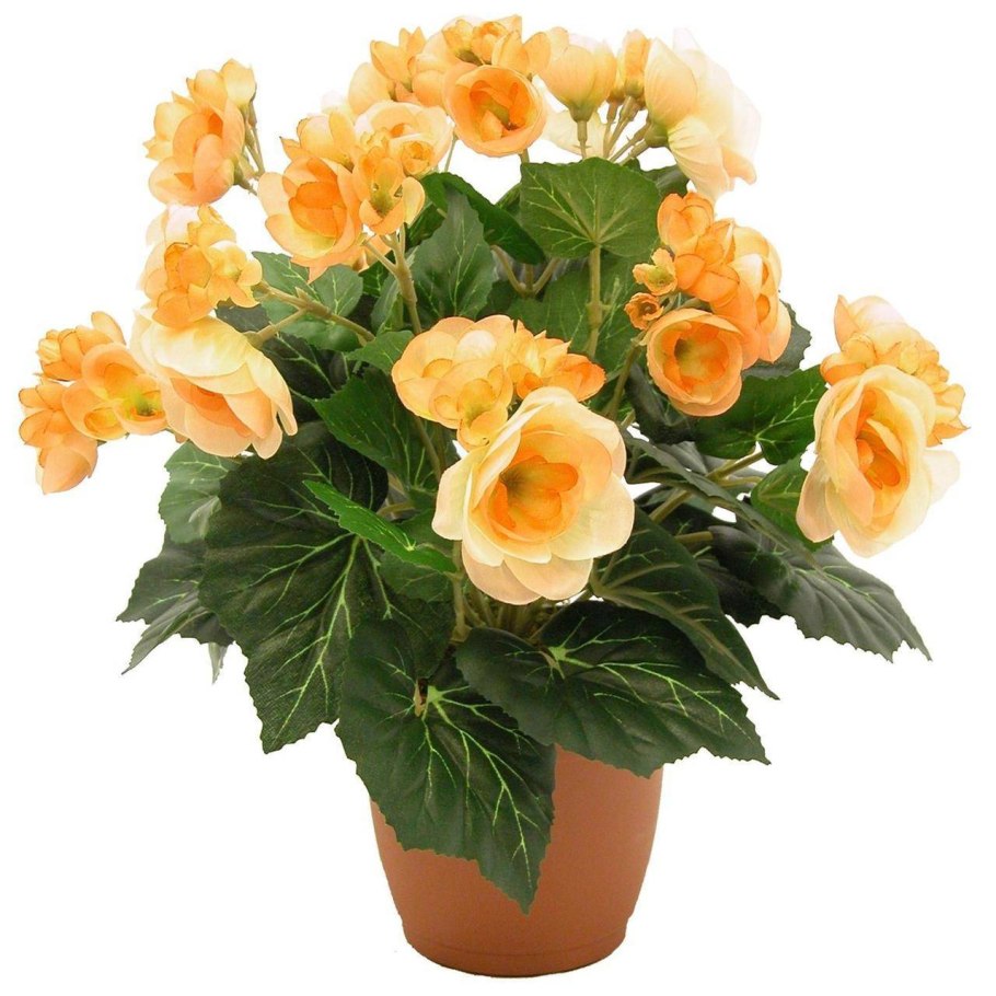 Цветок бегония Элатиор